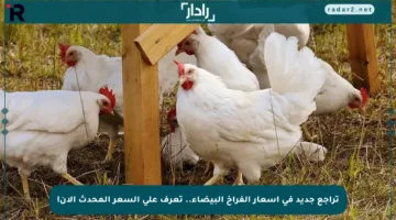 تراجع جديد في أسعار الفراخ البيضاء.. تعرف على السعر المحدث الآن!